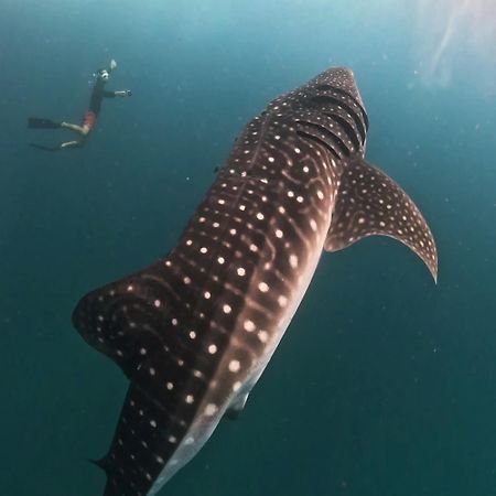 فندق Dhigurah Dhonveli Boutique المظهر الخارجي الصورة